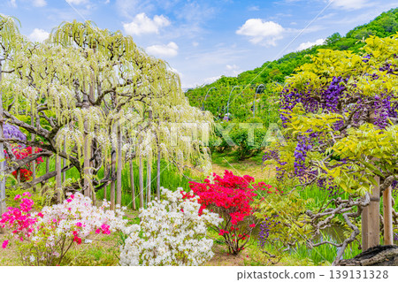 (Tochigi Prefecture) Ashikaga Flower Park: White wisteria in full bloom (Tochigi Prefecture) Ashikaga Flower Park: White wisteria in full bloom 139131328