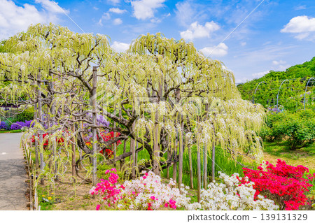 (Tochigi Prefecture) Ashikaga Flower Park: White wisteria in full bloom (Tochigi Prefecture) Ashikaga Flower Park: White wisteria in full bloom 139131329