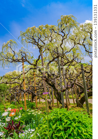 (Tochigi Prefecture) Ashikaga Flower Park: White wisteria in full bloom (Tochigi Prefecture) Ashikaga Flower Park: White wisteria in full bloom 139131331