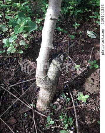 Established Sprout on a Mature Woody Cassava Stem Cutting Established Sprout on a Mature Woody Cassava Stem Cutting 139131338