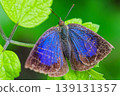 Upper wings of the purple hairstreak butterfly 139131357