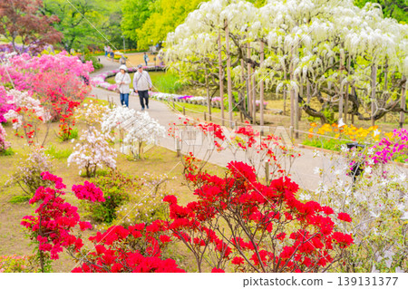 (Tochigi Prefecture) Ashikaga Flower Park: Spring flowers are in full bloom throughout the park. (Tochigi Prefecture) Ashikaga Flower Park: Spring flowers are in full bloom throughout the park. 139131377