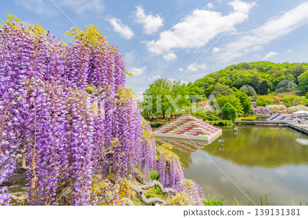 (栃木縣)足利花卉公園:整個公園春花盛開。 (栃木縣)足利花卉公園:整個公園春花盛開。 139131381