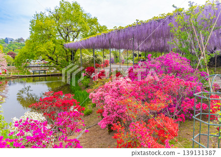 （栃木縣）足利花卉公園：整個公園春花盛開。 139131387