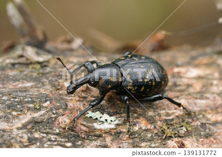 Closeup of the colorful large pine weevil, Hylobius abietis, a major pest of coniferous trees Closeup of the colorful large pine weevil, Hylobius abietis, a major pest of coniferous trees 139131772