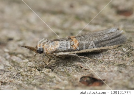 Closeup on the small Mediterranean Gold-banded Etiella Moth, Etiella zinckenella Closeup on the small Mediterranean Gold-banded Etiella Moth, Etiella zinckenella 139131774