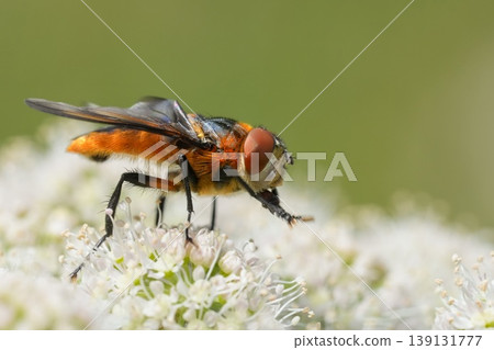 Closeup on a colorful Tachinid fly, Phasia hemiptera on a white flower 139131777