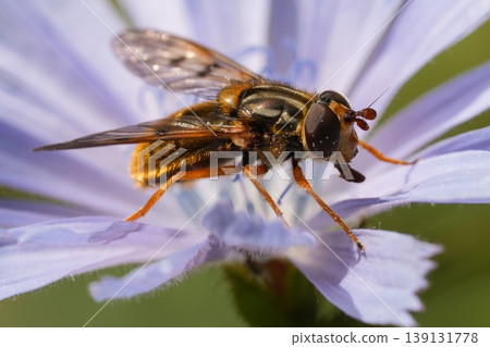 Closeup on a Common Copperback hover fly , Ferdinandea cuprea on a light blue wild chicory flower Closeup on a Common Copperback hover fly , Ferdinandea cuprea on a light blue wild chicory flower 139131778