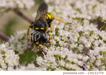 Closeup on a square headed wasp, Ectemnius fossorius on a white wildflower 139131779