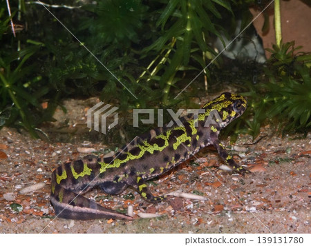 Closeup on the endangered European Marbled newt, Triturus marmoratus from France 139131780