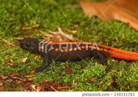 Closeup on a colorful but endangered adult Tiannan Crocodile Newt, Tylototriton yangi sitting on the ground 139131781