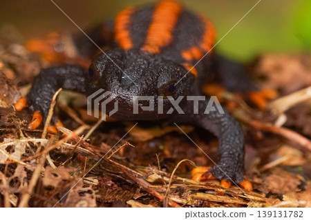 Closeup on a colorful but endangered adult Tiannan Crocodile Newt, Tylototriton yangi sitting on the ground 139131782