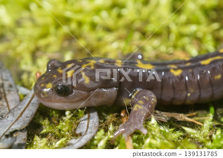 Closeup on the critically endangered Gorgan Mountain Salamander, Paradactylodon gorganensis on green moss Closeup on the critically endangered Gorgan Mountain Salamander, Paradactylodon gorganensis on green moss 139131785