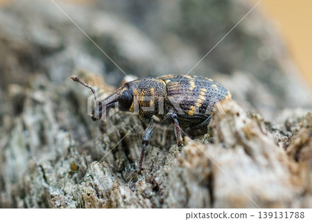 Closeup of the colorful large pine weevil, Hylobius abietis, a major pest of coniferous trees 139131788