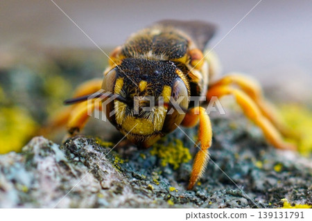 Closeup on a vibrant colored female Grohmann's, Yellow-Resin Bee , Icteranthidium grohmanni sitting weathered wood 139131791