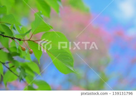 Tiny cherries nestled amongst fresh young leaves 139131796
