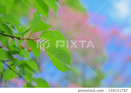 Tiny cherries nestled amongst fresh young leaves Tiny cherries nestled amongst fresh young leaves 139131797
