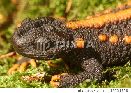 Closeup on a colorful but endangered adult Tiannan Crocodile Newt, Tylototriton yangi sitting on the ground Closeup on a colorful but endangered adult Tiannan Crocodile Newt, Tylototriton yangi sitting on the ground 139131798