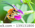 A Japanese long-horned bee perched on a flower 139131800