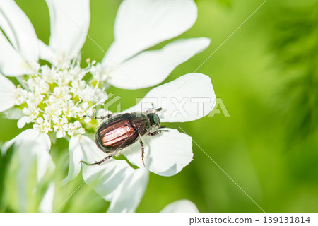 A beetle perched on a white flower 139131814