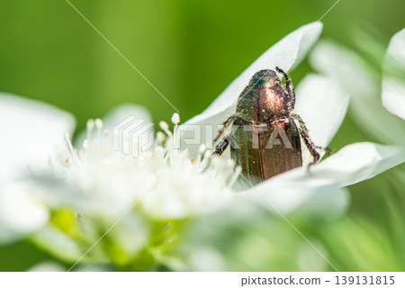 A beetle emerged from a white flower. A beetle emerged from a white flower. 139131815