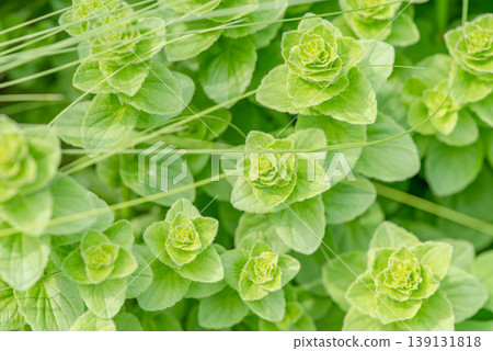 Fresh oregano 139131818