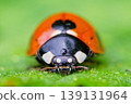 Seven-spotted ladybug, front view 139131964