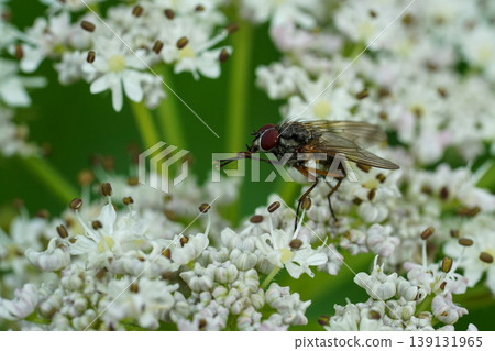 Detailed closeup on a dark fly on a a fragile white flowering cow parsnip or hogweed, Heracleum sphondylium 139131965