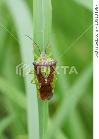 Shield Bug on Green Blade: A Detailed Close-up Showcases Nature's Intricate Designs with Bright Colors and Sharp Focus Shield Bug on Green Blade: A Detailed Close-up Showcases Nature's Intricate Designs with Bright Colors and Sharp Focus 139131967