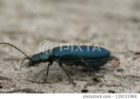 Closeup on a metallic bluish green European False blister beetle, Ischnomera cyanea sitting on wood Closeup on a metallic bluish green European False blister beetle, Ischnomera cyanea sitting on wood 139131968