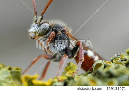 Extreme macro shot of small parasitic male bear-clawed Nomada bee, Nomada alboguttata sitting on a piece of wood Extreme macro shot of small parasitic male bear-clawed Nomada bee, Nomada alboguttata sitting on a piece of wood 139131971
