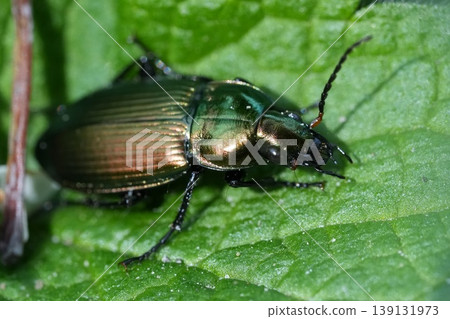 Closeup on a European metallic brown shiny ground beetle, Poecilus versicolor warming up in the springtime sun on a green leaf Closeup on a European metallic brown shiny ground beetle, Poecilus versicolor warming up in the springtime sun on a green leaf 139131973