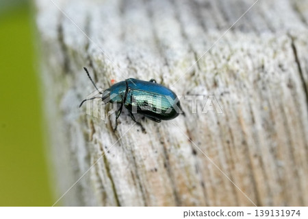 Closeup on a metallic shiny blue willow beetle, Phratora vulgatissima sitting on a pole in the springtime Closeup on a metallic shiny blue willow beetle, Phratora vulgatissima sitting on a pole in the springtime 139131974