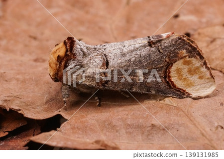 Closeup on a colorful Prominent puss moth, Phalera bucephala, sitting on dried leafs 139131985