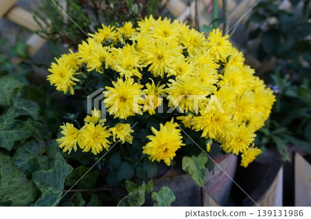 Yellow flower 139131986