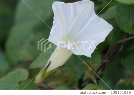 White mukoge's flower White mukoge's flower 139131989