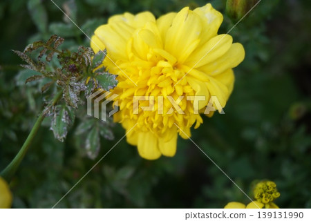 Yellow chrysanthemum Yellow chrysanthemum 139131990