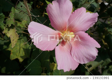 Pink hibiscus flowers that bloom in autumn Pink hibiscus flowers that bloom in autumn 139131991