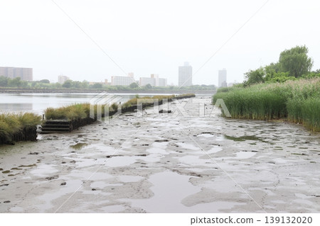 Arakawa River, affected by brackish water: Low tide (Kawaguchi City, Saitama Prefecture) 139132020