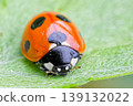 Seven-spotted ladybug resting on a leaf 139132022