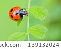 Cute seven-spotted ladybug 139132024
