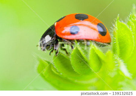 Seven-spotted ladybug, side view 139132025