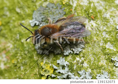 Closeup on a female mellow miner mining bee, Andrena mitis on a weathered tree-trunk Closeup on a female mellow miner mining bee, Andrena mitis on a weathered tree-trunk 139132073