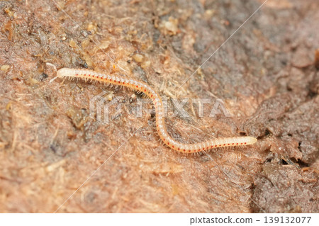 Closeup on a Spotted snake millipede Blaniulus guttulatus, centipede on rotten wood with it's typical red spots Closeup on a Spotted snake millipede Blaniulus guttulatus, centipede on rotten wood with it's typical red spots 139132077