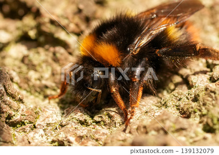 Close-up of a fuzzy Early bumblebee, Bombus pratorum queen with black and orange stripes on natural tree bark Close-up of a fuzzy Early bumblebee, Bombus pratorum queen with black and orange stripes on natural tree bark 139132079