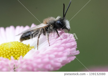 Colorful closeup on a male Large Sallow Mining bee, Andrena apicata on pink colored daisy flower 139132080