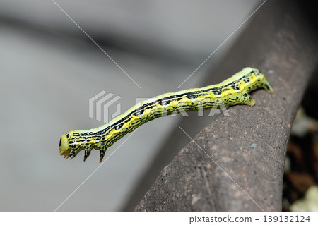 A full view of the colorful, black-and-white, and yellow larva of the broad-winged geometrid moth (Strobe macro photography of a Japanese natural insect ecology). A full view of the colorful, black-and-white, and yellow larva of the broad-winged geometrid moth (Strobe macro photography of a Japanese natural insect ecology). 139132124