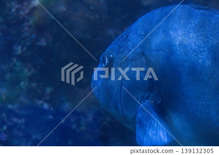 A close-up of a fish swimming in the deep blue ocean (a fantastical underwater scene). A close-up of a fish swimming in the deep blue ocean (a fantastical underwater scene). 139132305