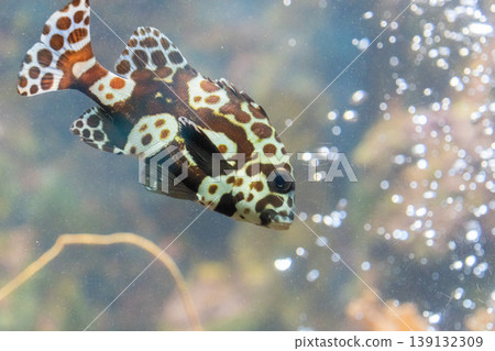 Brightly colored tropical fish swimming in the aquarium (Mayor's grunt) Brightly colored tropical fish swimming in the aquarium (Mayor's grunt) 139132309