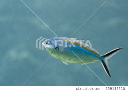 Close-up of a silver fish (Sasamuro) swimming underwater Close-up of a silver fish (Sasamuro) swimming underwater 139132310